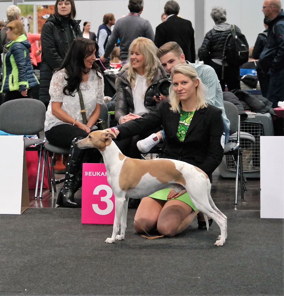 whippet