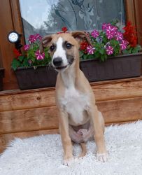 whippet šteniatka