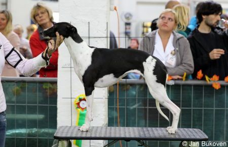 whippet