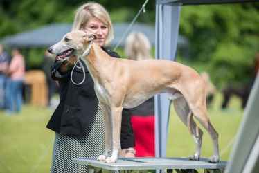 whippet kloová výstava