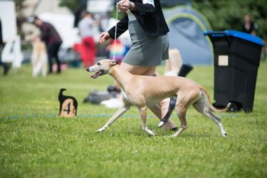 whippet kloová výstava