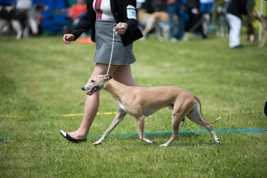 whippet kloová výstava