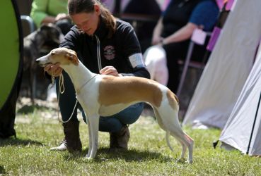 whippet šteniatka