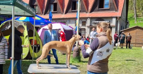 whippet šteniatka