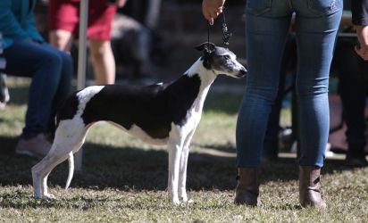 whippet šteniatka