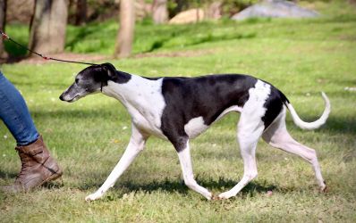 whippet šteniatka