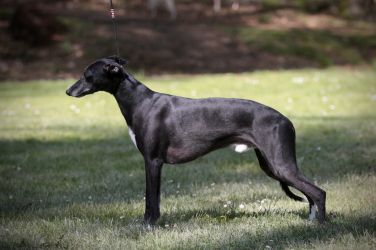 whippet šteniatka
