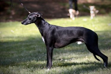 whippet šteniatka