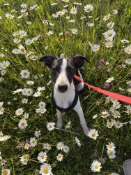 whippet šteniatka