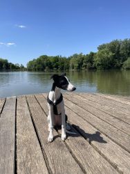 whippet šteniatka