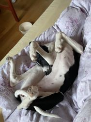 whippet šteniatka