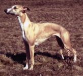 JCH. ALMANSOR’S MONEYPENNY