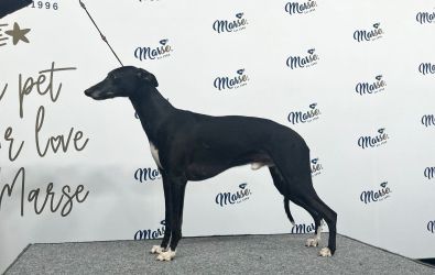 whippet šteniatka