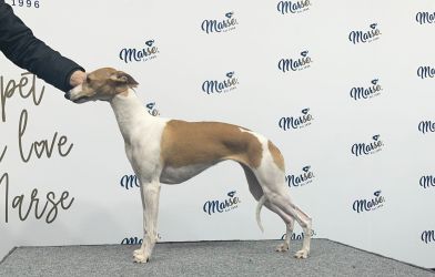 whippet šteniatka