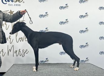 whippet šteniatka