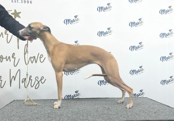 whippet šteniatka