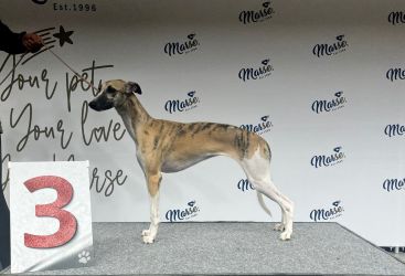 whippet šteniatka
