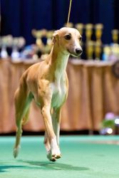 whippet šteniatka