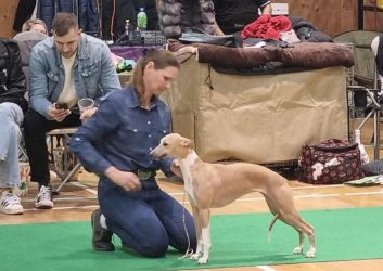 whippet šteniatka