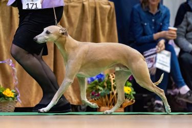 whippet šteniatka