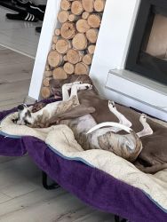 whippet šteniatka