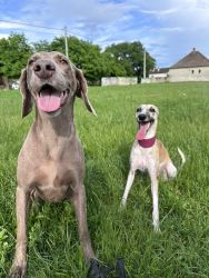 whippet šteniatka