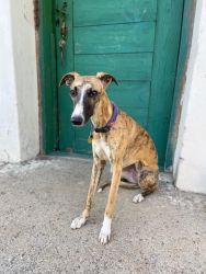 whippet šteniatka