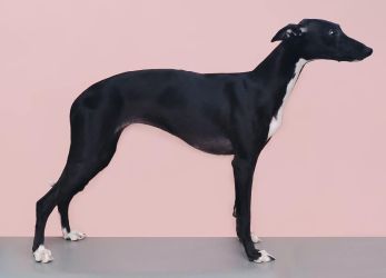 whippet šteniatka