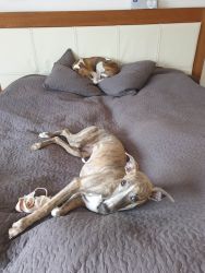 whippet šteniatka