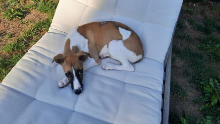 whippet šteniatka