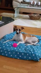 whippet šteniatka