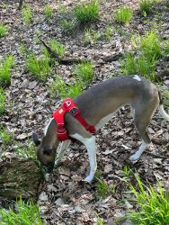 whippet šteniatka