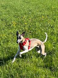 whippet šteniatka