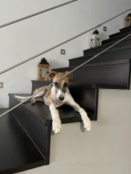 whippet šteniatka