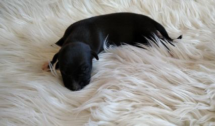 whippet šteniatka