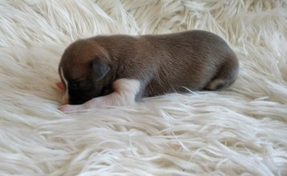 whippet šteniatka