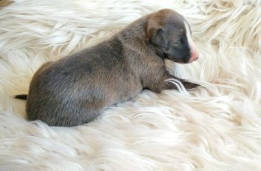 whippet šteniatka