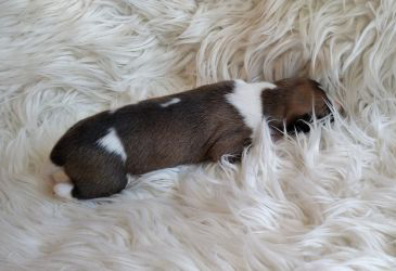 whippet šteniatka