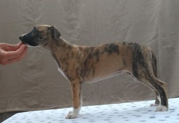 whippet šteniatka