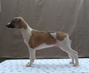 whippet šteniatka