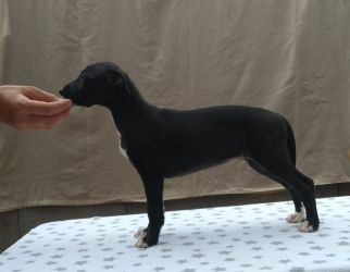whippet šteniatka
