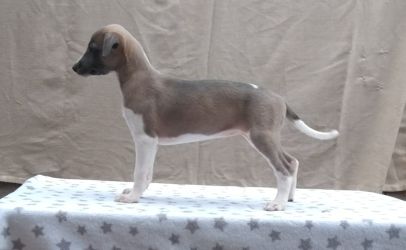 whippet šteniatka