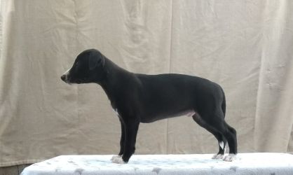 whippet šteniatka