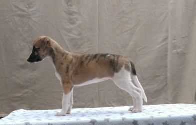 whippet šteniatka