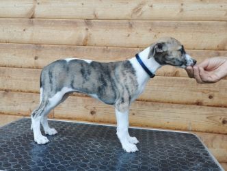 whippet šteniatka