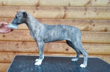whippet šteniatka