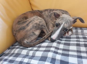 whippet šteniatka