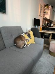 whippet šteniatka