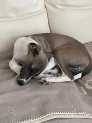 whippet šteniatka