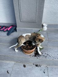 whippet šteniatka